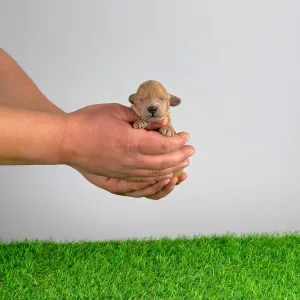 Trpasličí pudl - Ninca