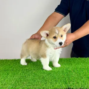 Welsh corgi pembroke - Cosima
