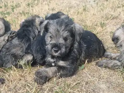 Schnauzer nano - J Male2