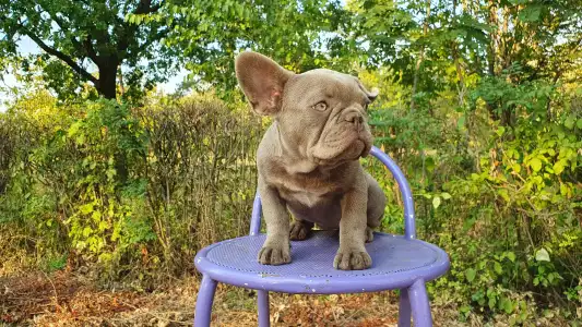 Francia bulldog - Valéria