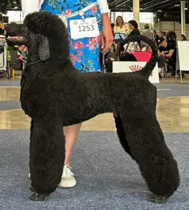 Střední pudl - Velvety Shadows