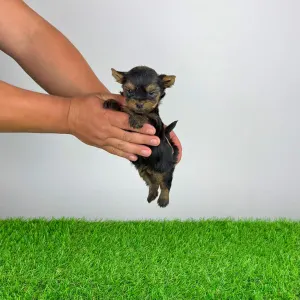 Yorkshire Terrier - Yasko