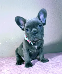 French Bulldog - Brad