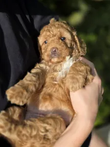Cavapoo - Molly