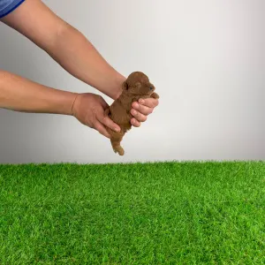 Trpasličí pudl - Markus