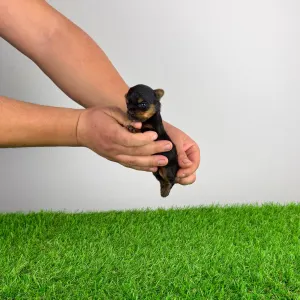 Yorkshire Terrier - Paws