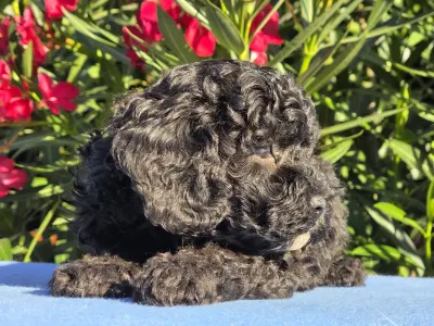 Cavapoo - Darkchoco Drake
