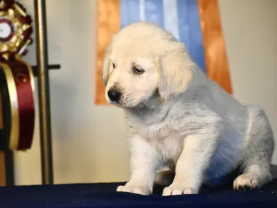 Central Asia Shepherd Dog - Alabay Putskov
