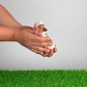 Cavalier King Charles Spaniel - Key