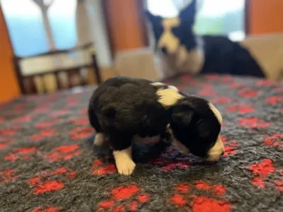 Border Collie - Goofy