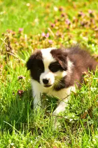 Pembroke Welsh Corgi - Gingers Heritage Iris Down "iris"