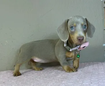 Dachshund - Elina