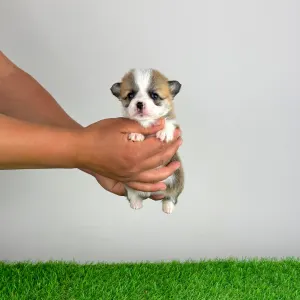 Welsh Corgi Pembroke - Affinity