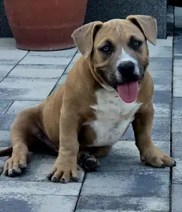 American Bully - Pocket - Bbb.szimba