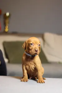 Hungarian Short-haired Vizsla - Lamborghini