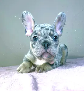 Buldog francuski - Gino