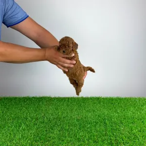 Poodle Miniature - Vioska