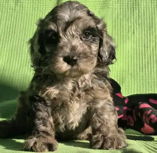 Cavapoo - Melody
