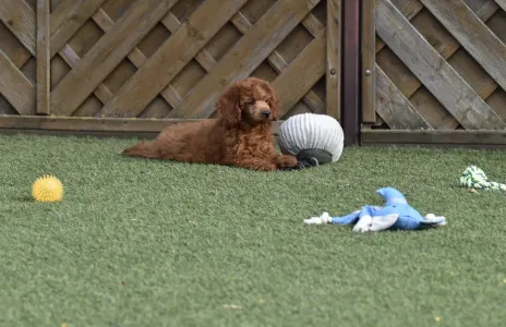 Caniche Nain - Bravados Azur