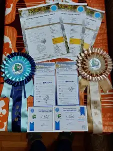 Canary dog - Pamela De Presa Jurida Liget