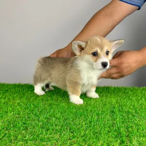 Welsh Corgi Pembroke - Rina