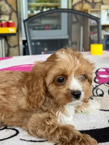 Cavapoo - Teddy
