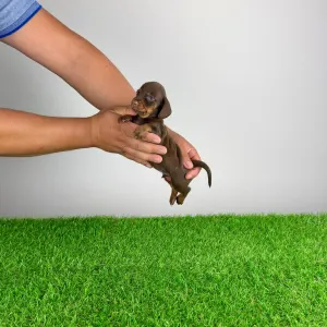 Dachshund - Chibo