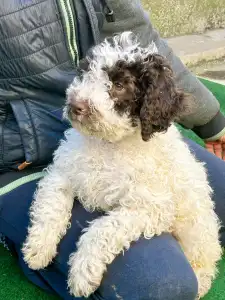 Romagna Water Dog - Grammi Gummi