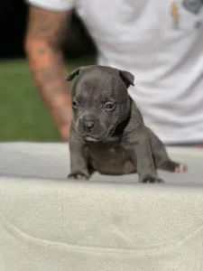 American Buli - Pocket - M. Platinum Dogs