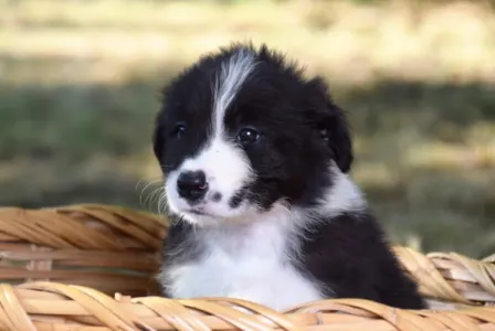 Border Collie - Dazzling Borders Addicted To You 