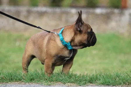 Francia bulldog - Hajósbulldy Milkman