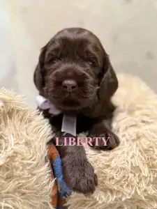 Labradoodle - Liberty