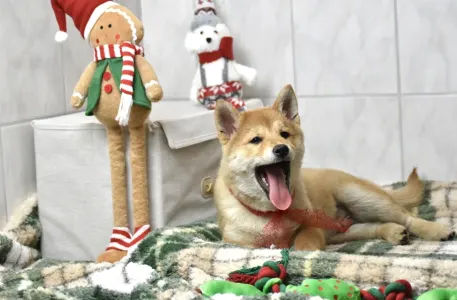 Shiba - Bravados Benji