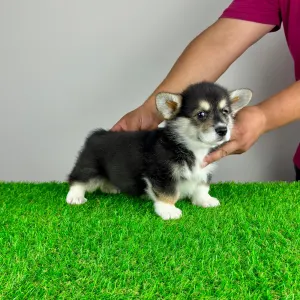 Pembroke Welsh Corgi - Rambo