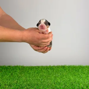 Australian Shepherd - Dirk