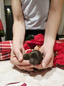 Yorkshire Terrier - Full Of Herart King