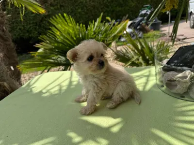 Maltipoo - Florida