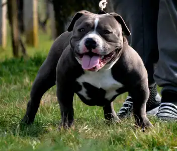 American Bully - Pocket - Pálma