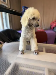 Grosspudel - White Boy