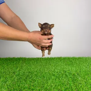 Yorkshire Terrier - Landro