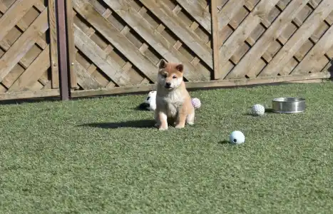 Shiba - Bravados Fumio