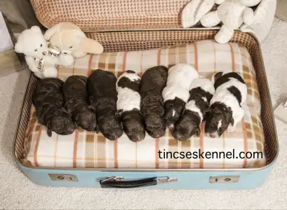 Puli - Tincses-kincsem Lagotto & Puli