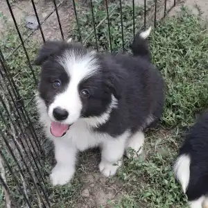Border Collie - Dazzling Borders Brilliant Dream