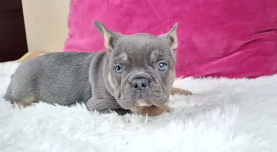 French Bulldog - Victor