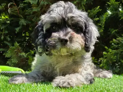 Cavapoo - Merida