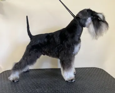 Schnauzer nain - Spéci