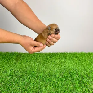 German Pomeranian Spitz - Poppy