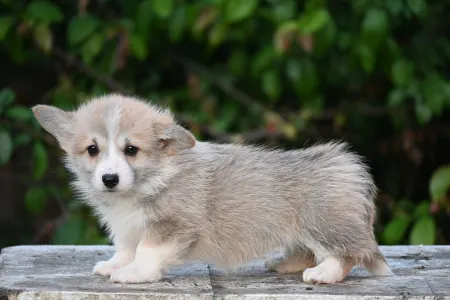 Pembroke Welsh Corgi - Tulipán
