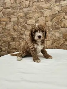 Maltipoo - Alíz