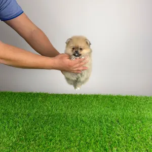 Pomeranian - Regine